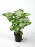 Syngonium'Pixie' - Terrariumpflanze