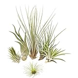 Tillandsien 5er-Mix 1 EXTRA Tillandsie, Bromeliengewächs