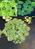 3er Set Schwimmpflanzen je 1x Muschelblume, Froschbiss, Wassernuss