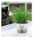 BALDUR Garten Katzengras, 1 Pflanze | fertig gewachsen | Zur Verdauungsunterstützung von Katzen|...
