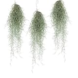 Plant in a Box - Tillandsia Usneoides - 3er Set - Spanisches Moos - Zimmerpflanzen - Luftpflanzen -...