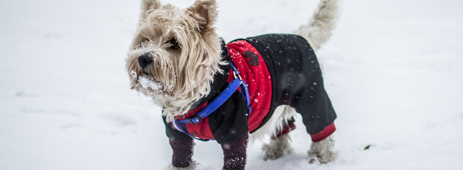 Hund-Fashion-Accessoires