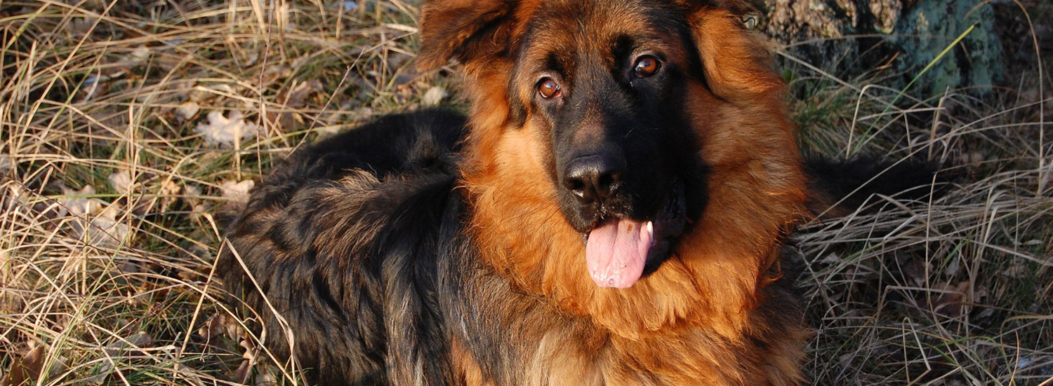 Hund-Spaziergang-in-Herbst-und-Winter