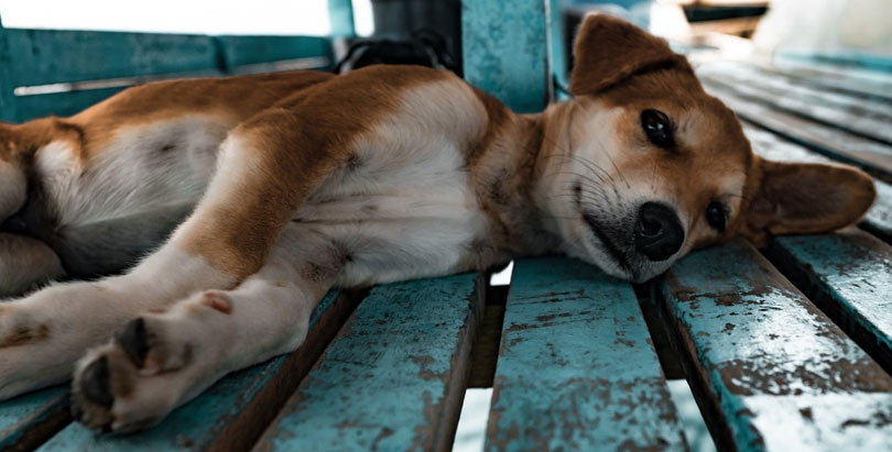 Hund-aus-dem-Tierheim-adoptieren