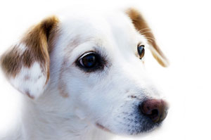 Hund-regelmäßige-Kosten