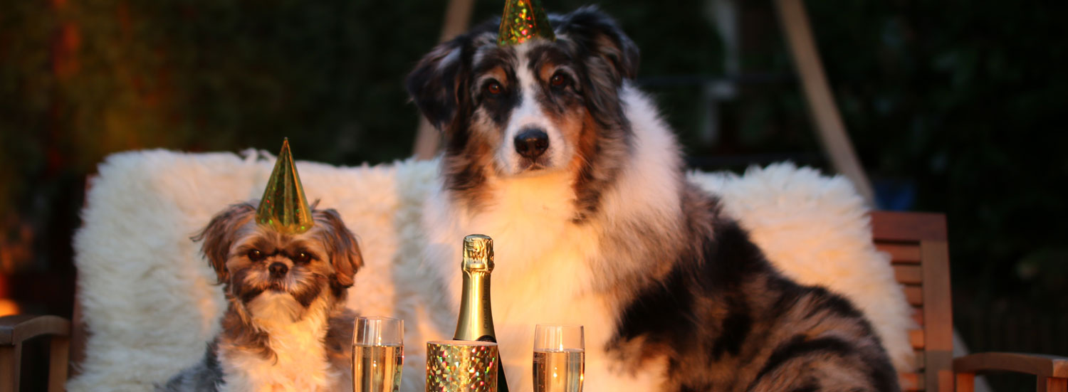 Hund-und-Silvester