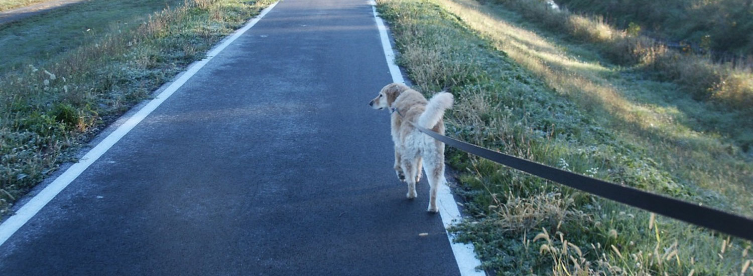 Hund-zieht-an-Leine