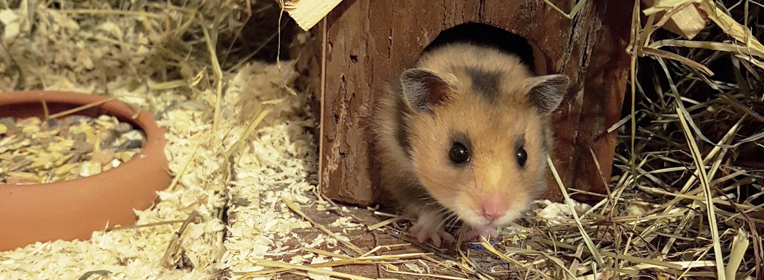 Häufige-Fragen-zu-artgerechter-Hamsterhaltung