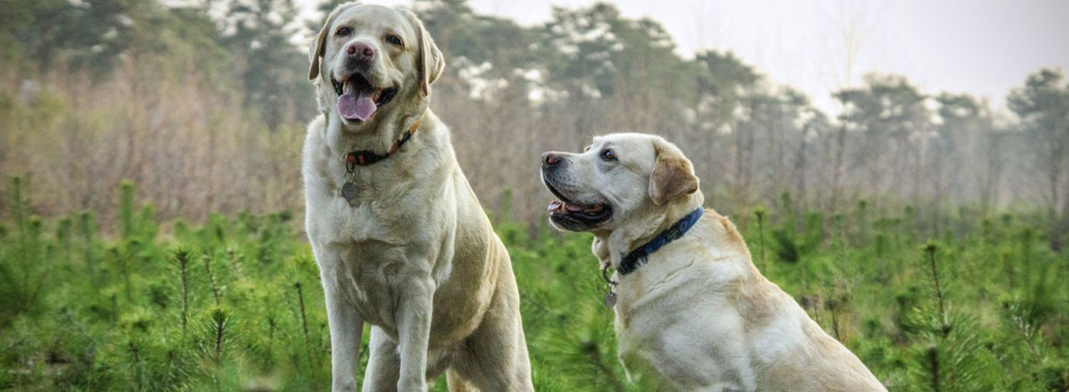 Häufige-Fragen-zu-artgerechter-Hundehaltung