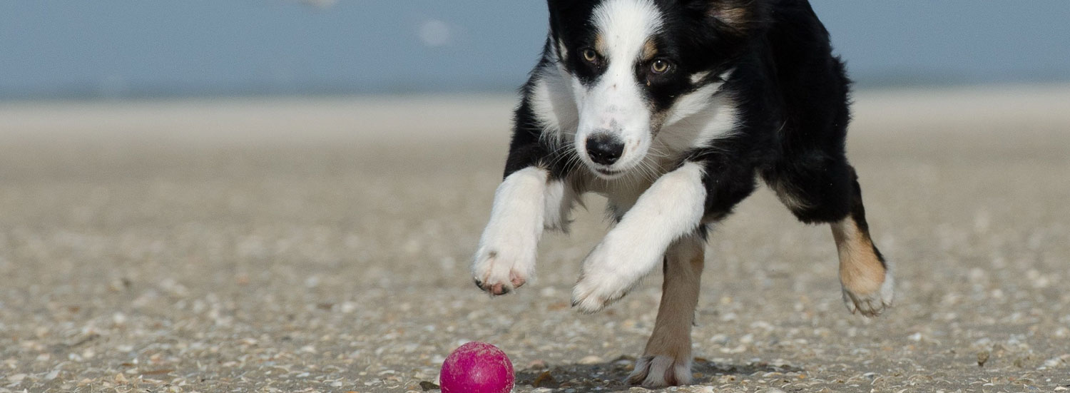 Tipps-zum-Hundetraining