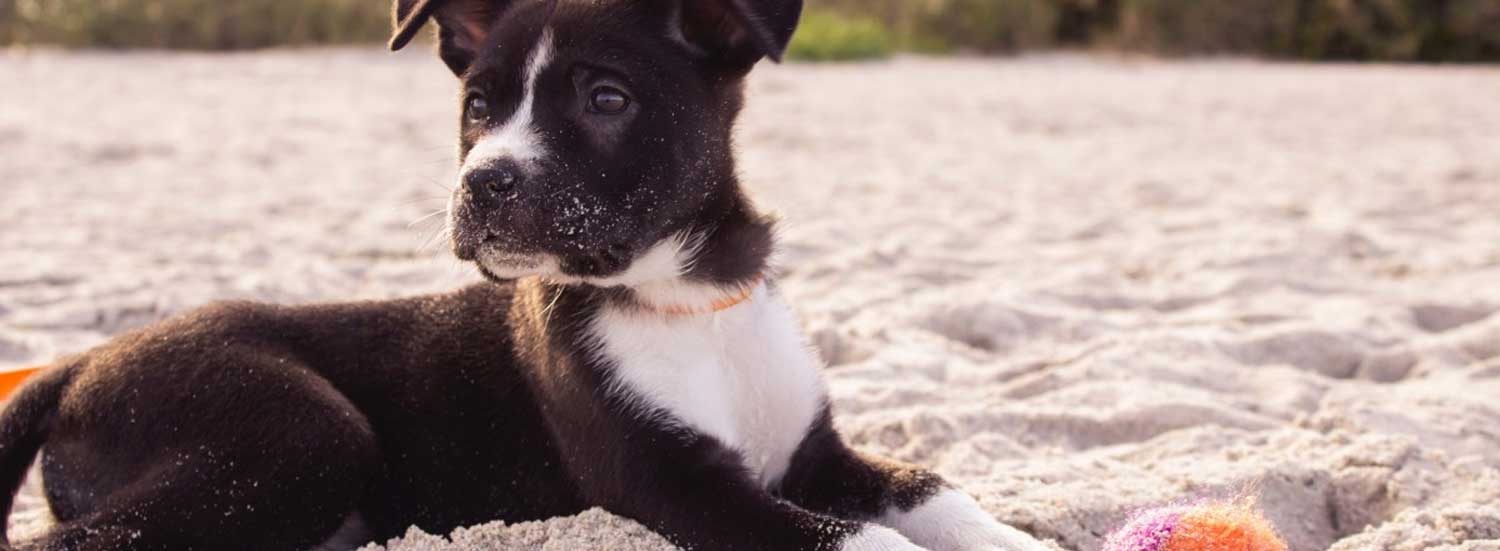 artgerechte Hundehaltung Leitfaden