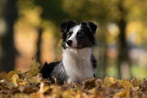 Australian-Shepherd