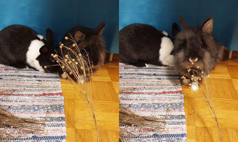 Flachsähren-anfängliche-Skepsis