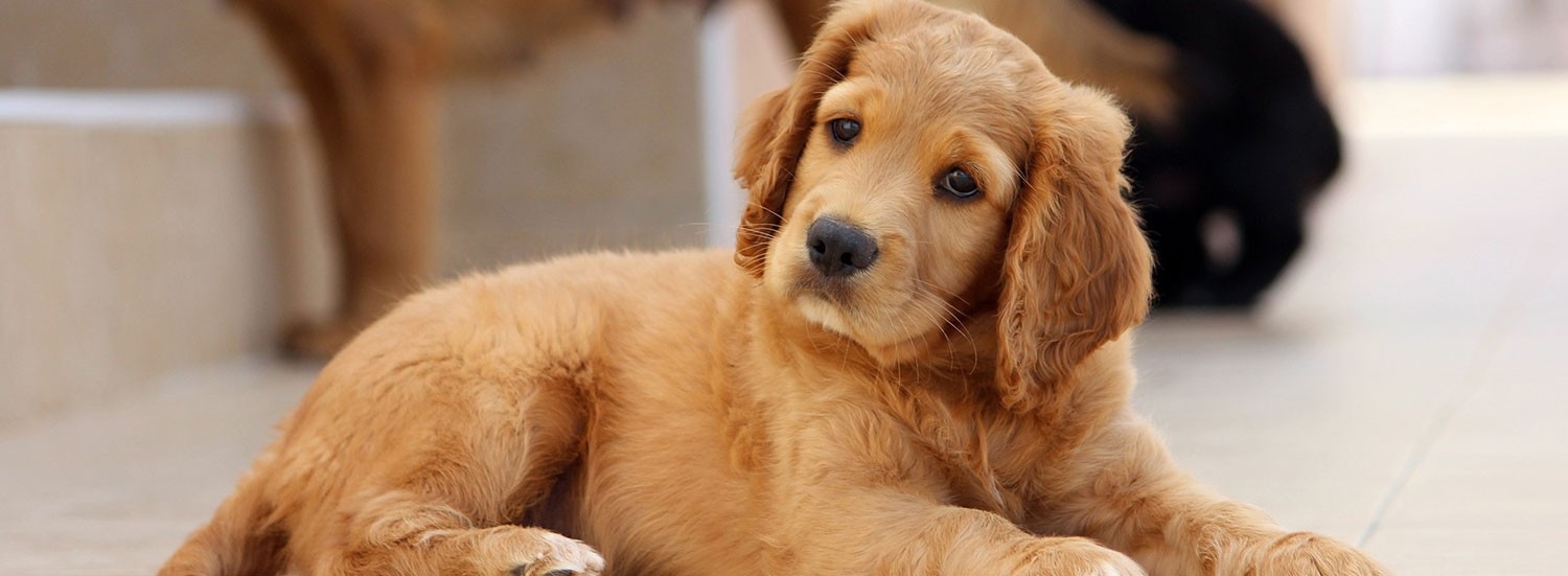 Golden-Retriever—beliebteste-Hunderassen