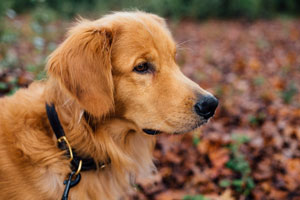 Golden-Retriever