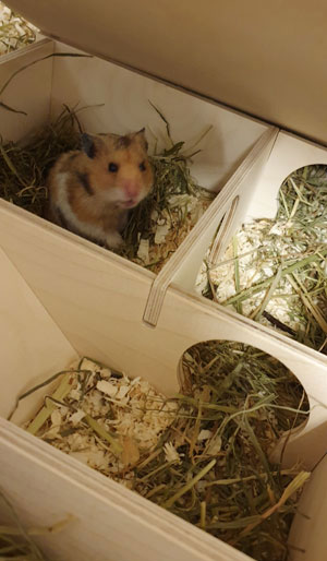 Hamsterhaus-abnehmbares-Dach
