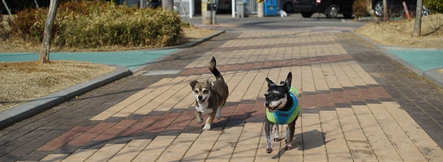 Hund-Stadtverkehr
