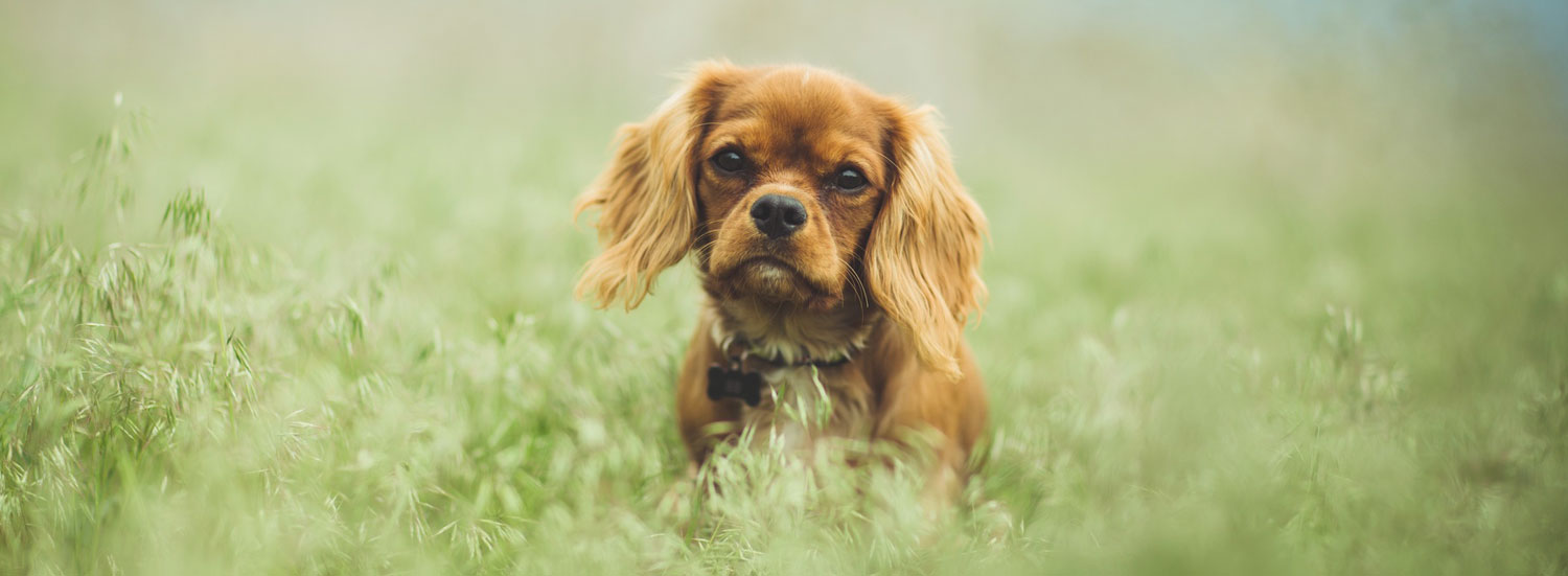 Hund-frisst-Gras