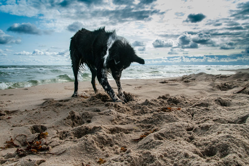 Hund-gräbt-im-Sand