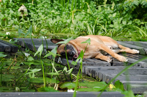 Hund-im-Sommer-Hitze