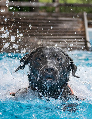 Hund-schwimmt