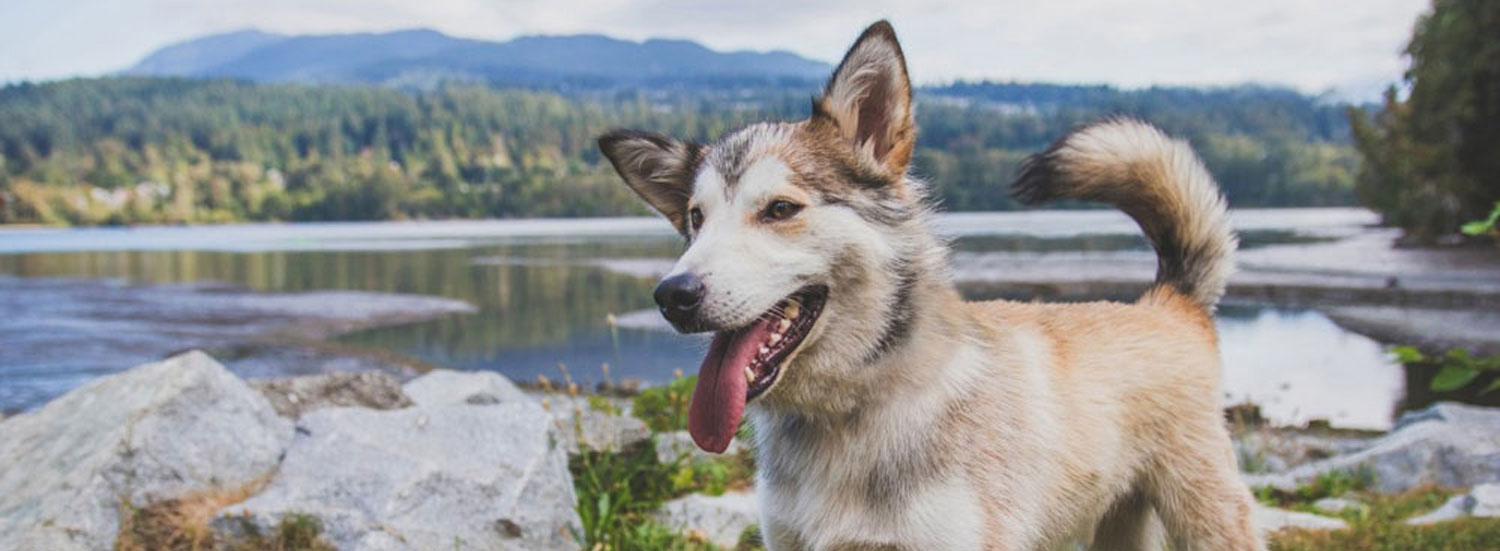 Hundeverhalten-richtig-deuten