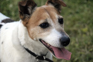 Jack-Russell-Terrier