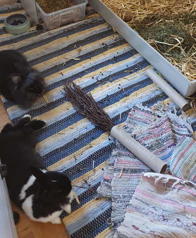 Kaninchen-mit-Knabberbesen