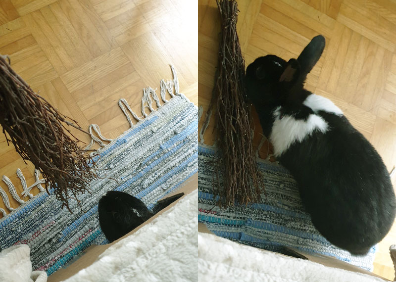 Susi-mit-Knabberbesen