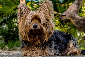 Yorkshire-Terrier