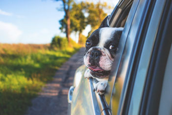 Hund-am-Autofenster
