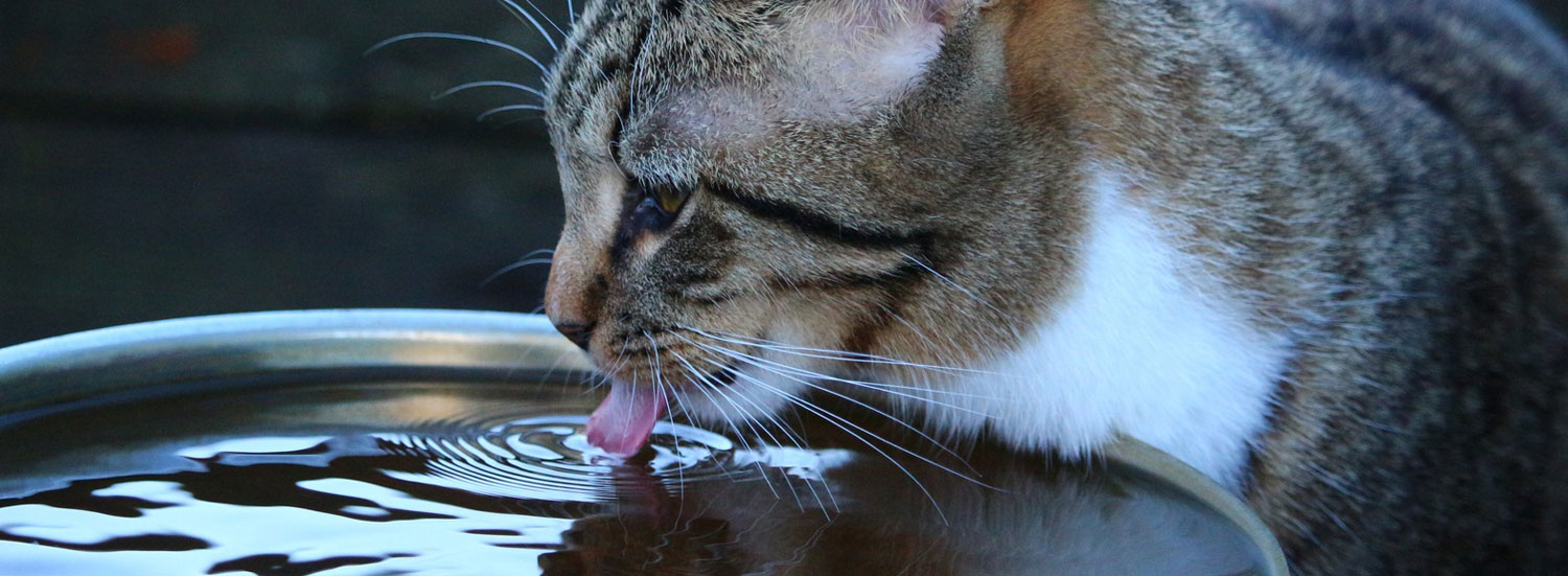 Katze-Wasserbedarf
