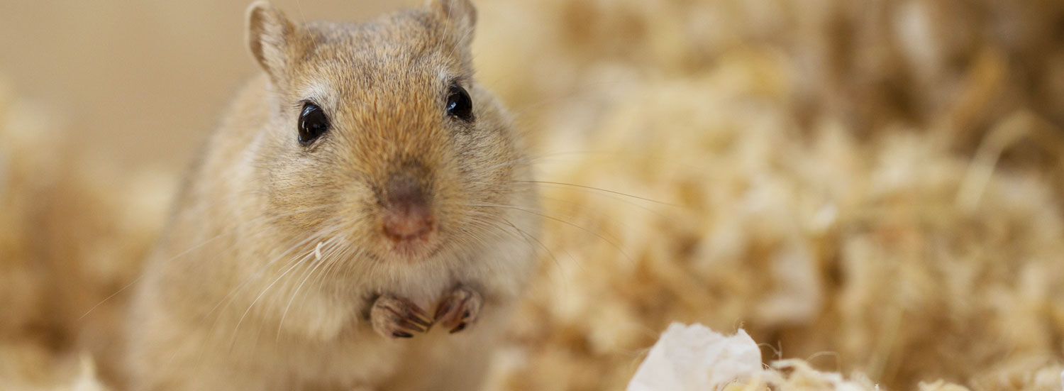 Gerbil-FAQ