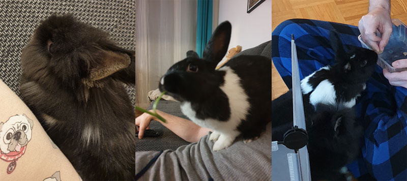 Kaninchen-kommen-von-selbst-zum-Kuscheln
