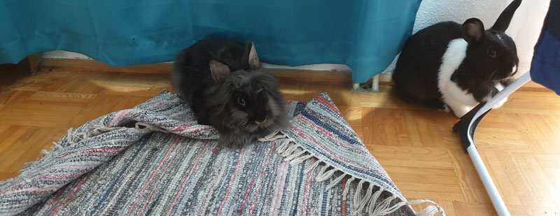 Kaninchen-und-ihr-Teppich