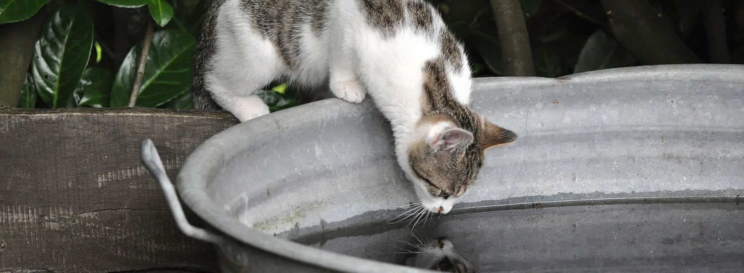 Katze-baden