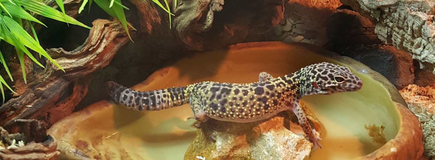 Leopardgecko-FAQ