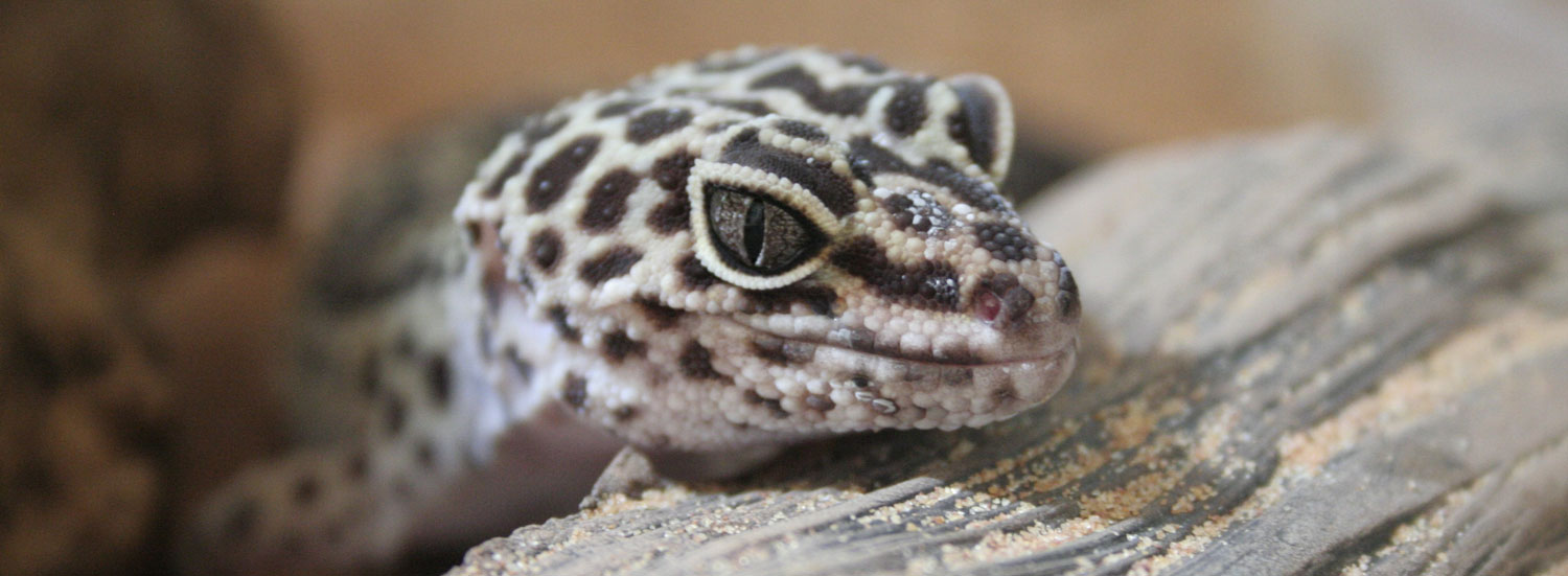 Leopardgecko-Leitfaden