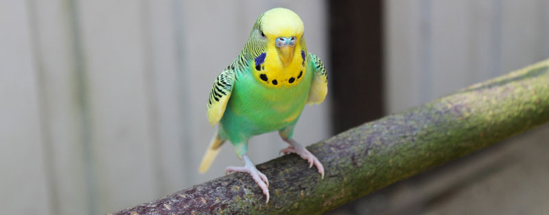 Wellensittich-spreizt-Flügel