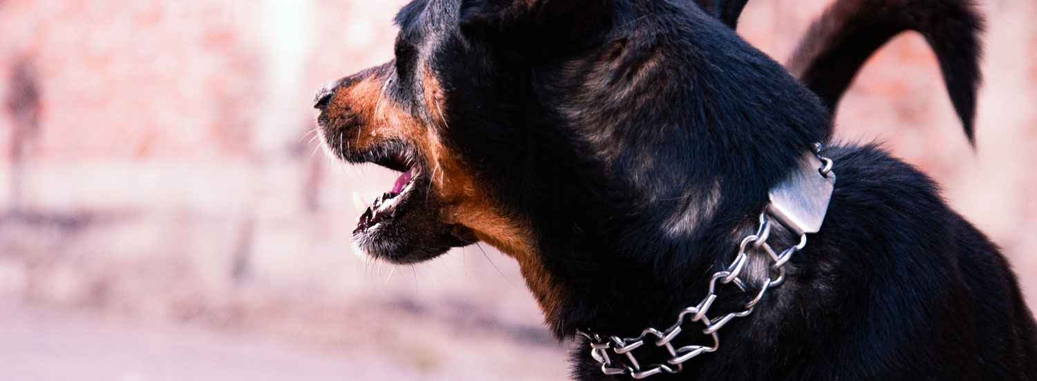 Erziehungshalsbänder-für-Hunde