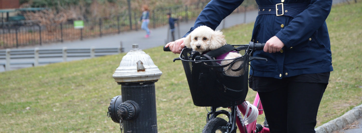 Lastenfahrrad-für-Hunde