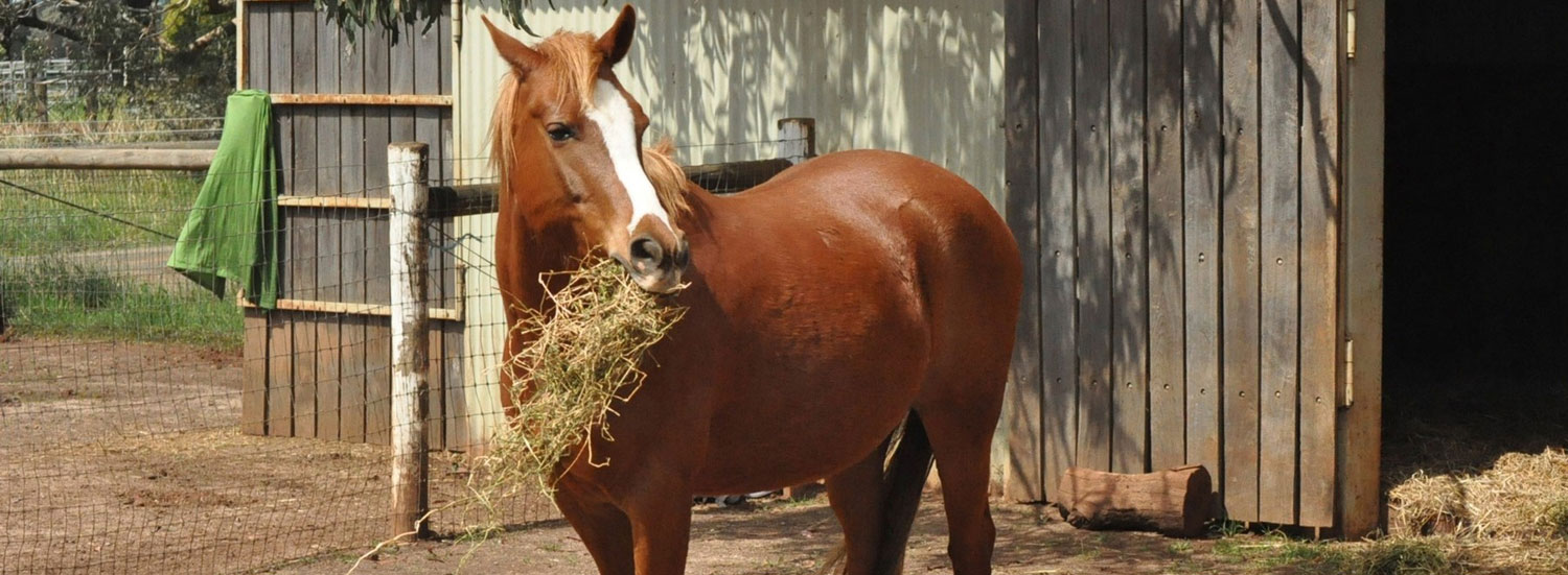 Pferd-richtig-füttern