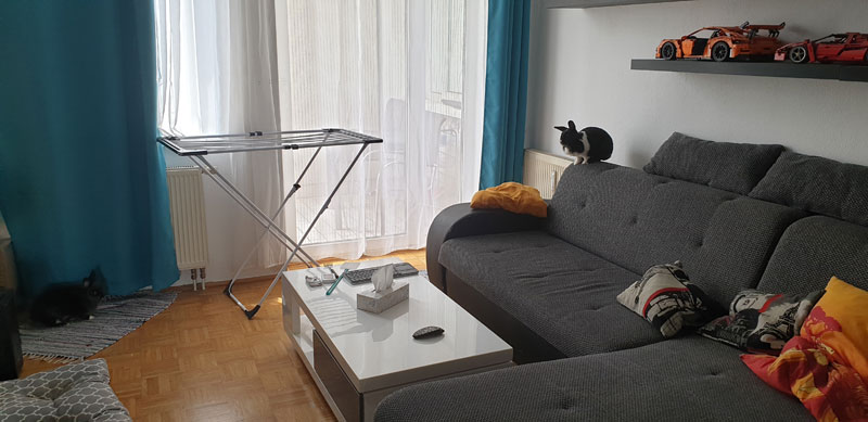 Kaninchen-klettern-im-Wohnzimmer