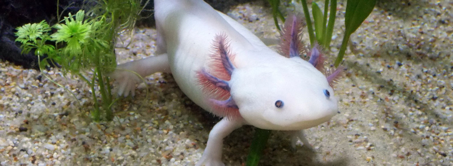 Axolotl-artgerecht-halten