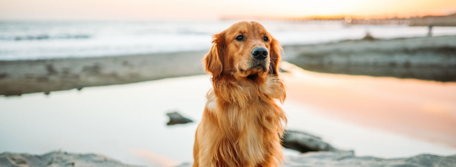 Homöopathie-für-Hunde