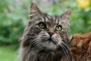 Maine-Coon