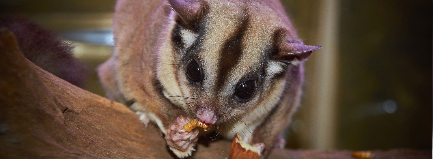 Sugar-Glider