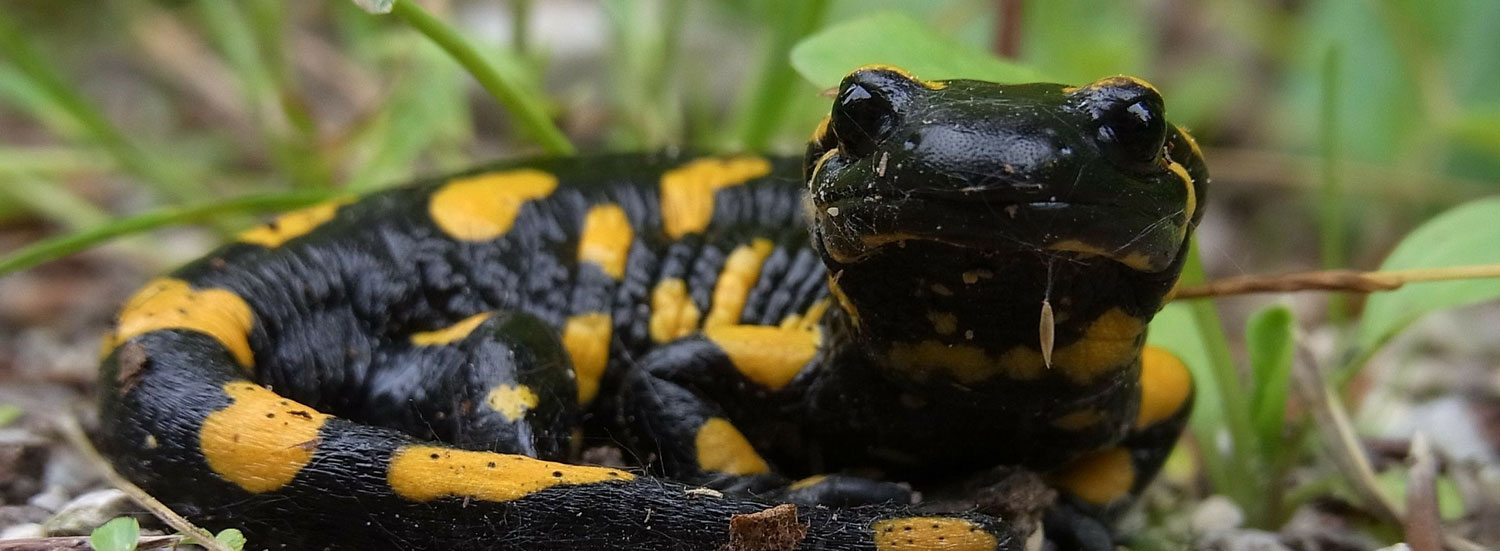 Feuersalamander-artgerecht-halten