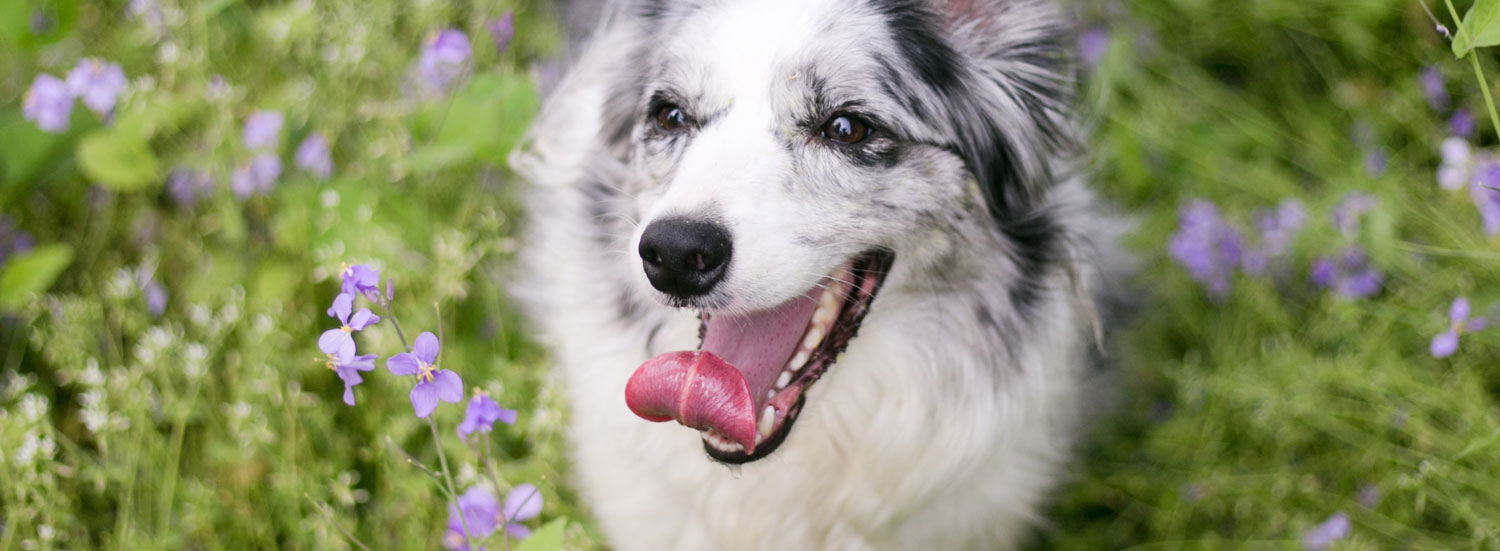 Hund-und-Kräuter