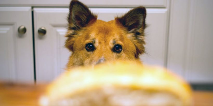 Glutenunverträglichkeit-beim-Hund